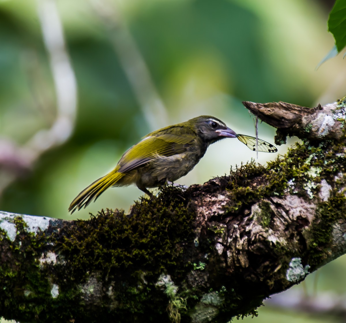 brunstrupesaltator - ML635703753