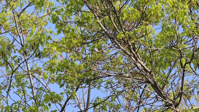 Cerulean Warbler - ML635703837