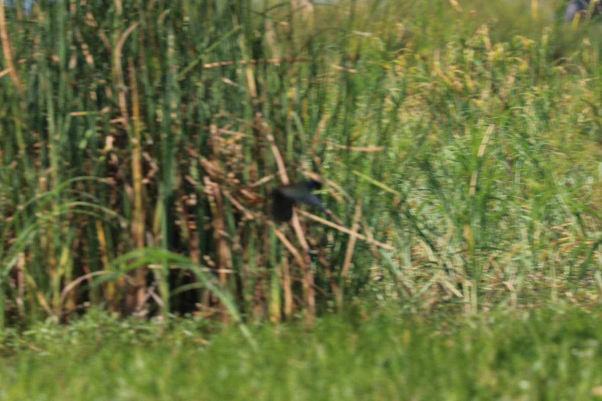 Allen's Gallinule - ML635703869