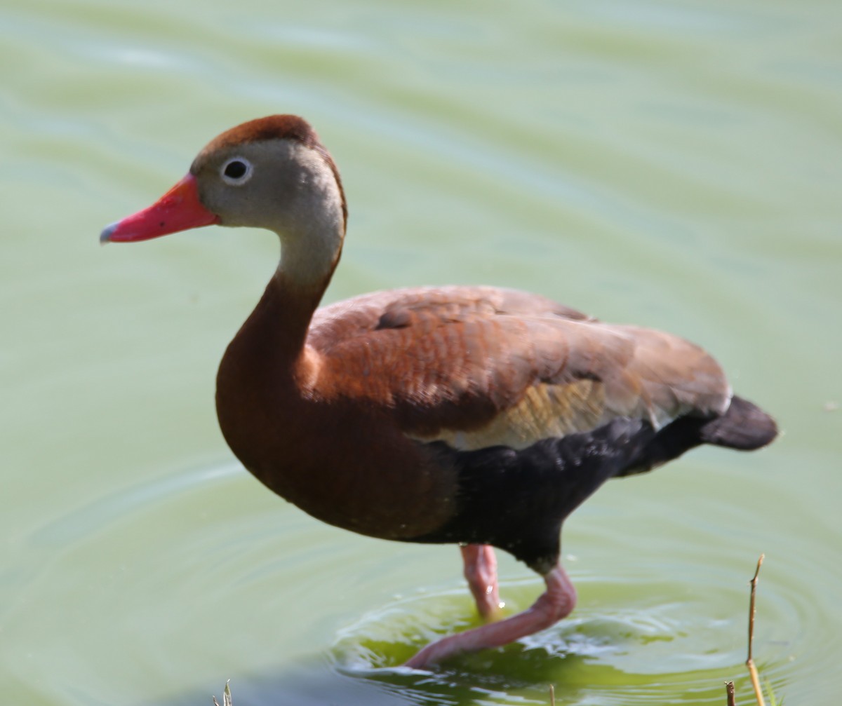 Black-bellied Whistling-Duck - ML635703901