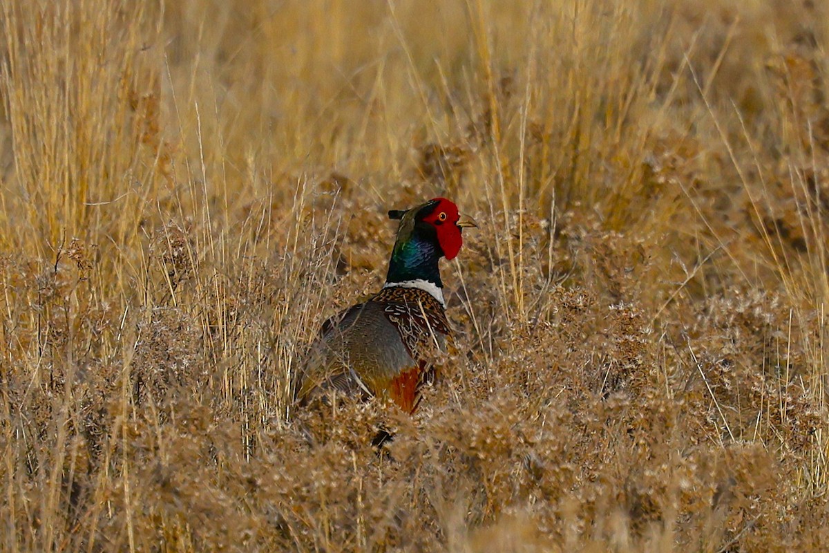 Ring-necked Pheasant - ML635703907