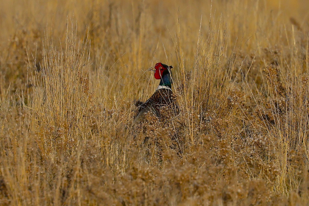 Ring-necked Pheasant - ML635703908