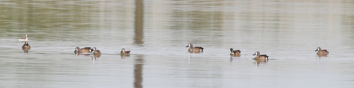 Blue-winged Teal - ML635703929