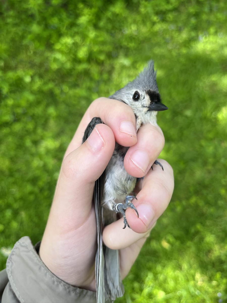 Tufted Titmouse - ML635703982