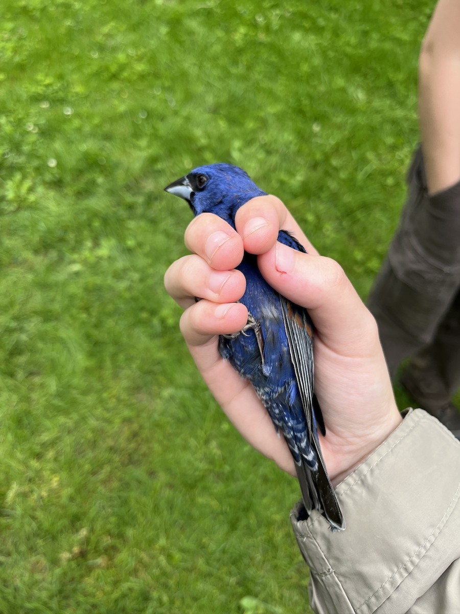 Blue Grosbeak - ML635704032