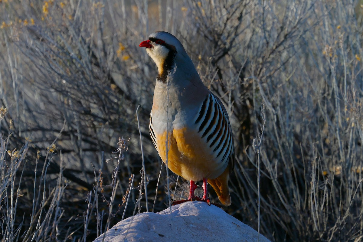Chukar - ML635704036
