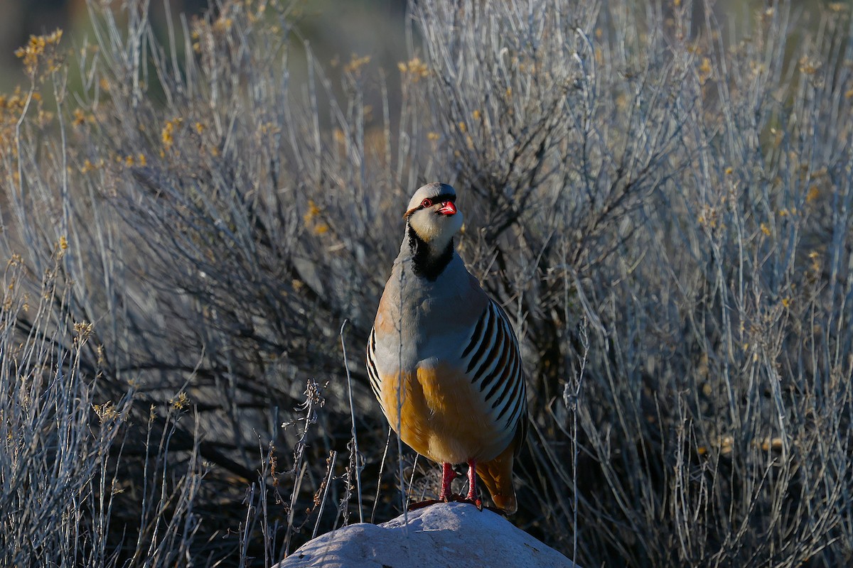 Chukar - ML635704037