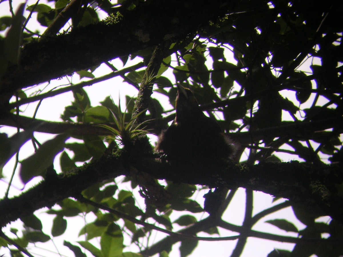 Dusky-green Oropendola - ML635704049