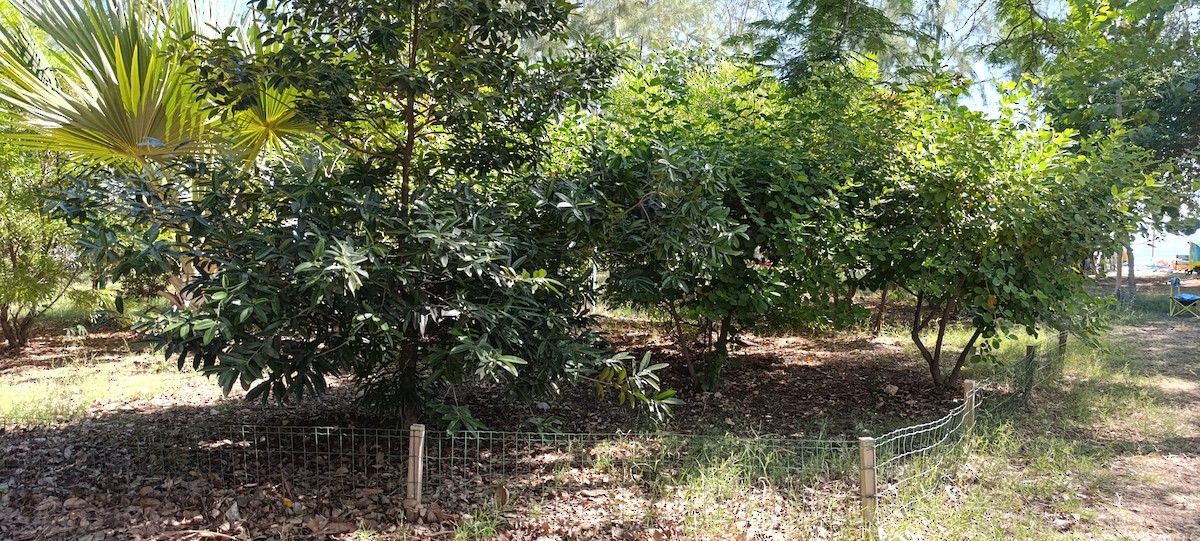 ml635704097-habitat-parcelle-de-plantes-indig-nes-macaulay-library