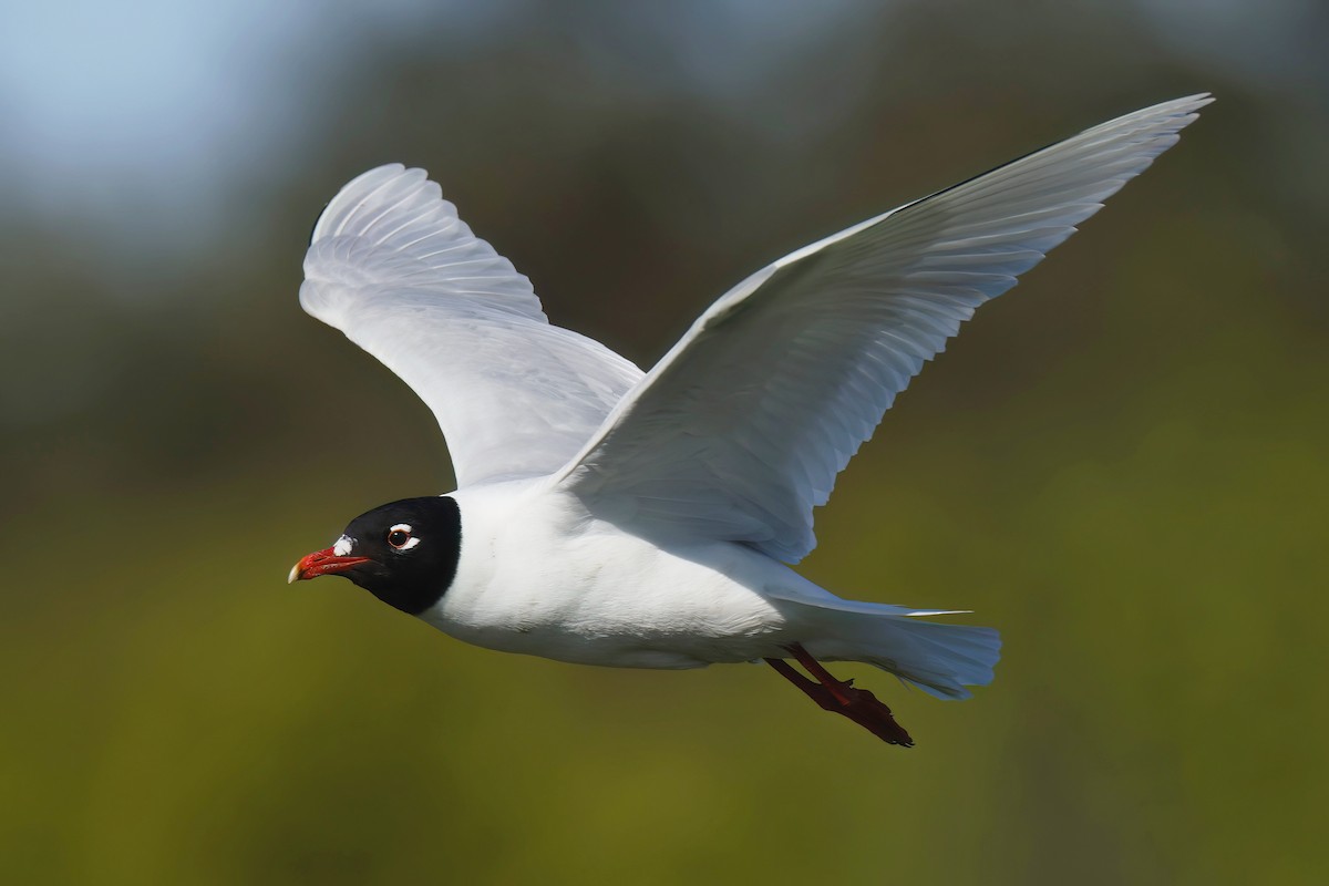 Mediterranean Gull - ML635704125