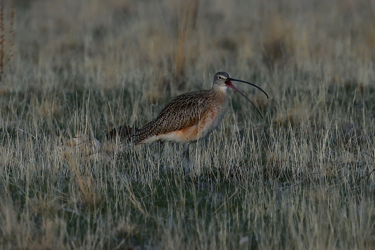 Long-billed Curlew - ML635704153