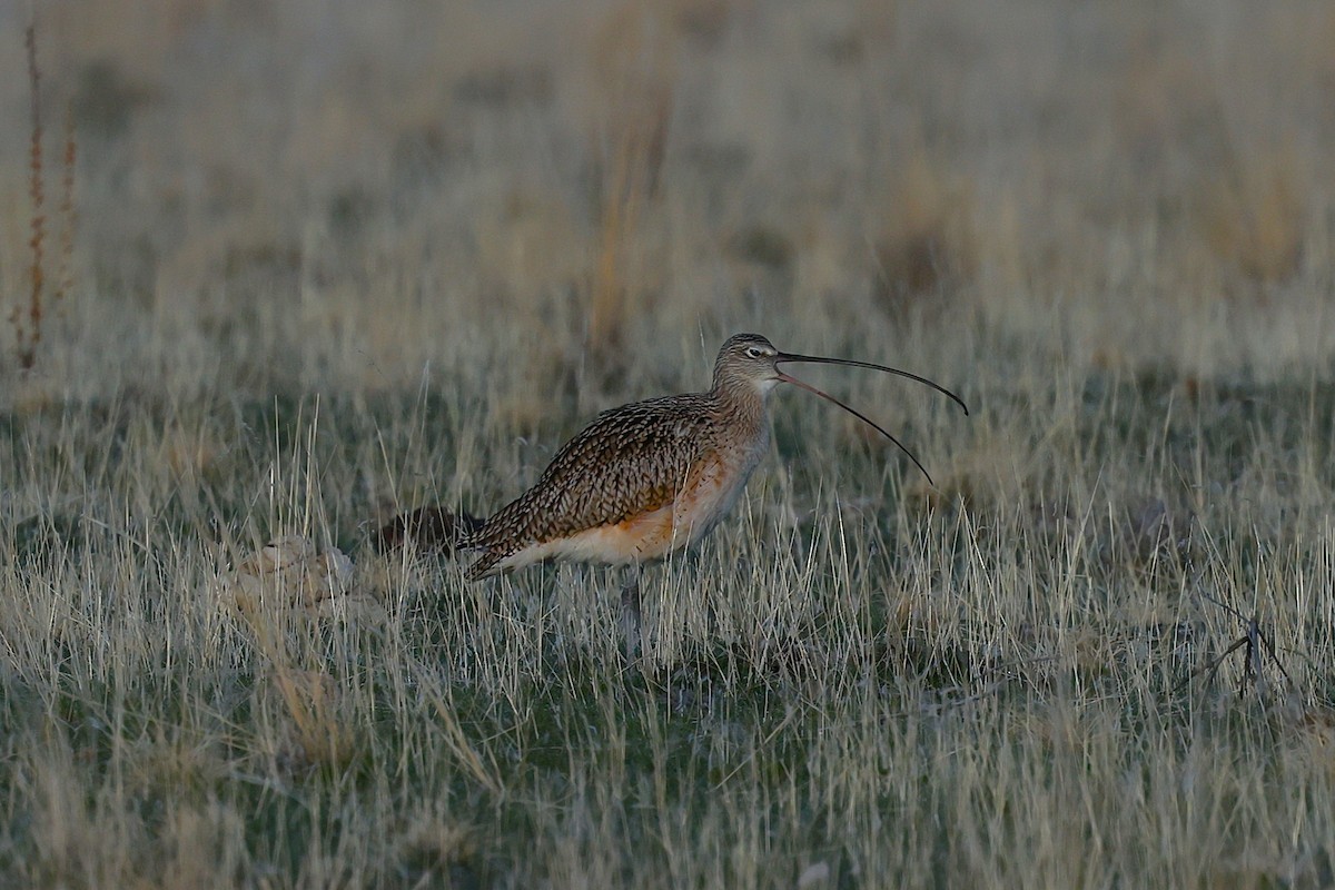 Long-billed Curlew - ML635704154