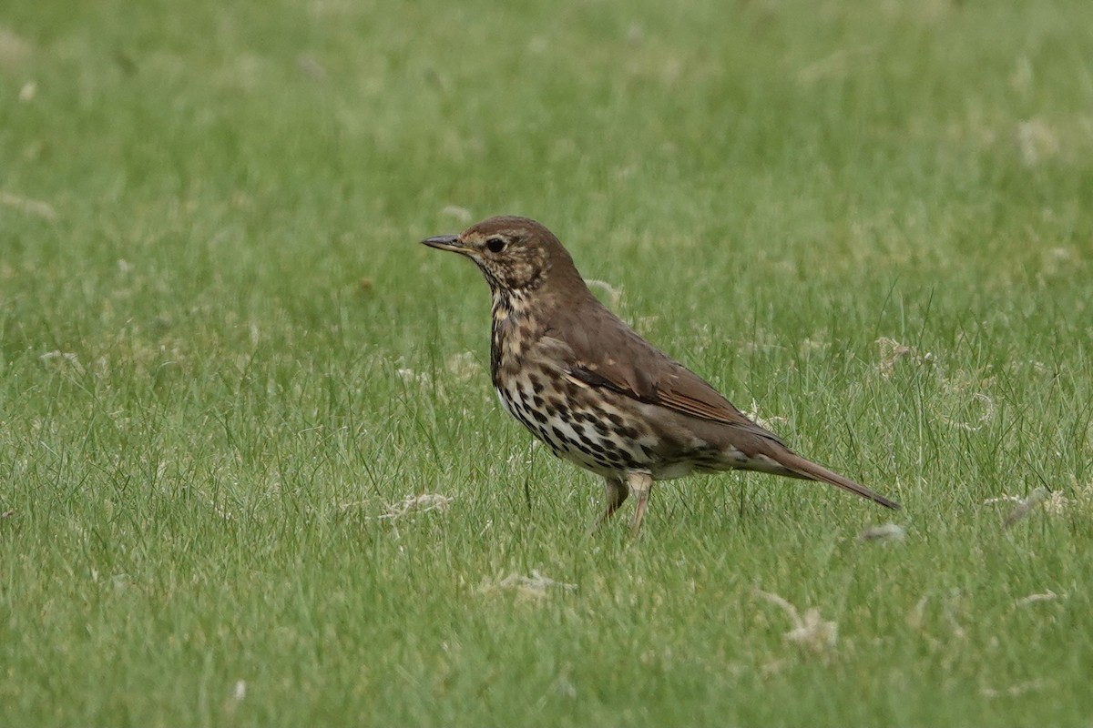 Öter Ardıç - ML635704183