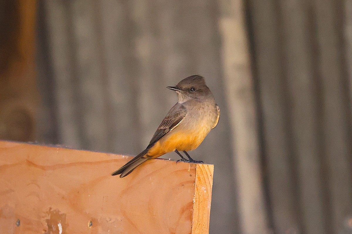 Say's Phoebe - ML635704190