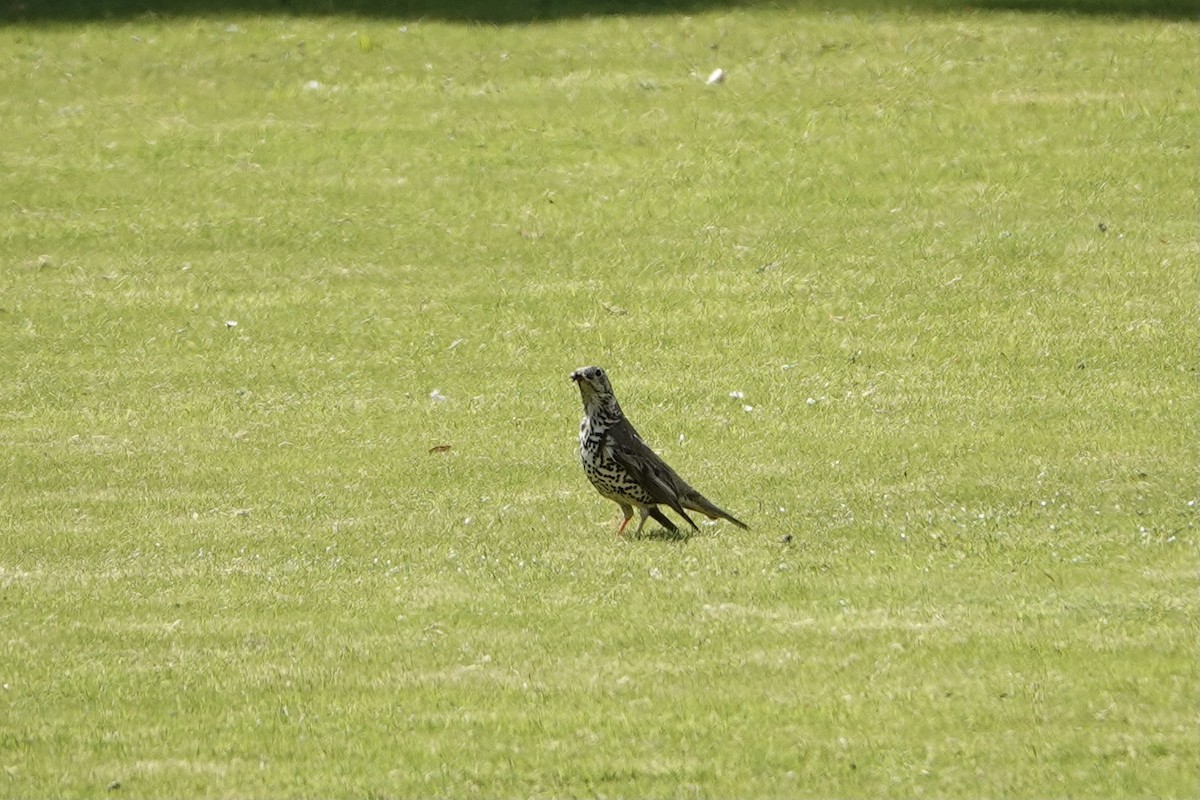 Ökse Ardıcı - ML635704280