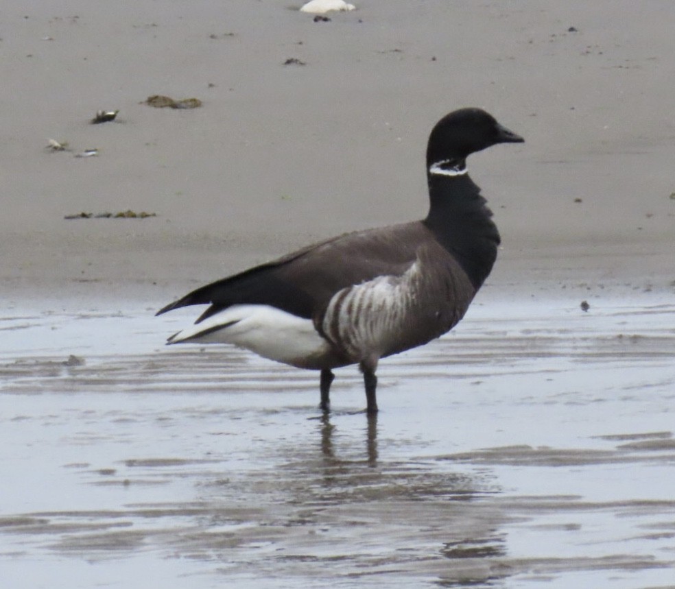 Brant (Black) - ML635704284