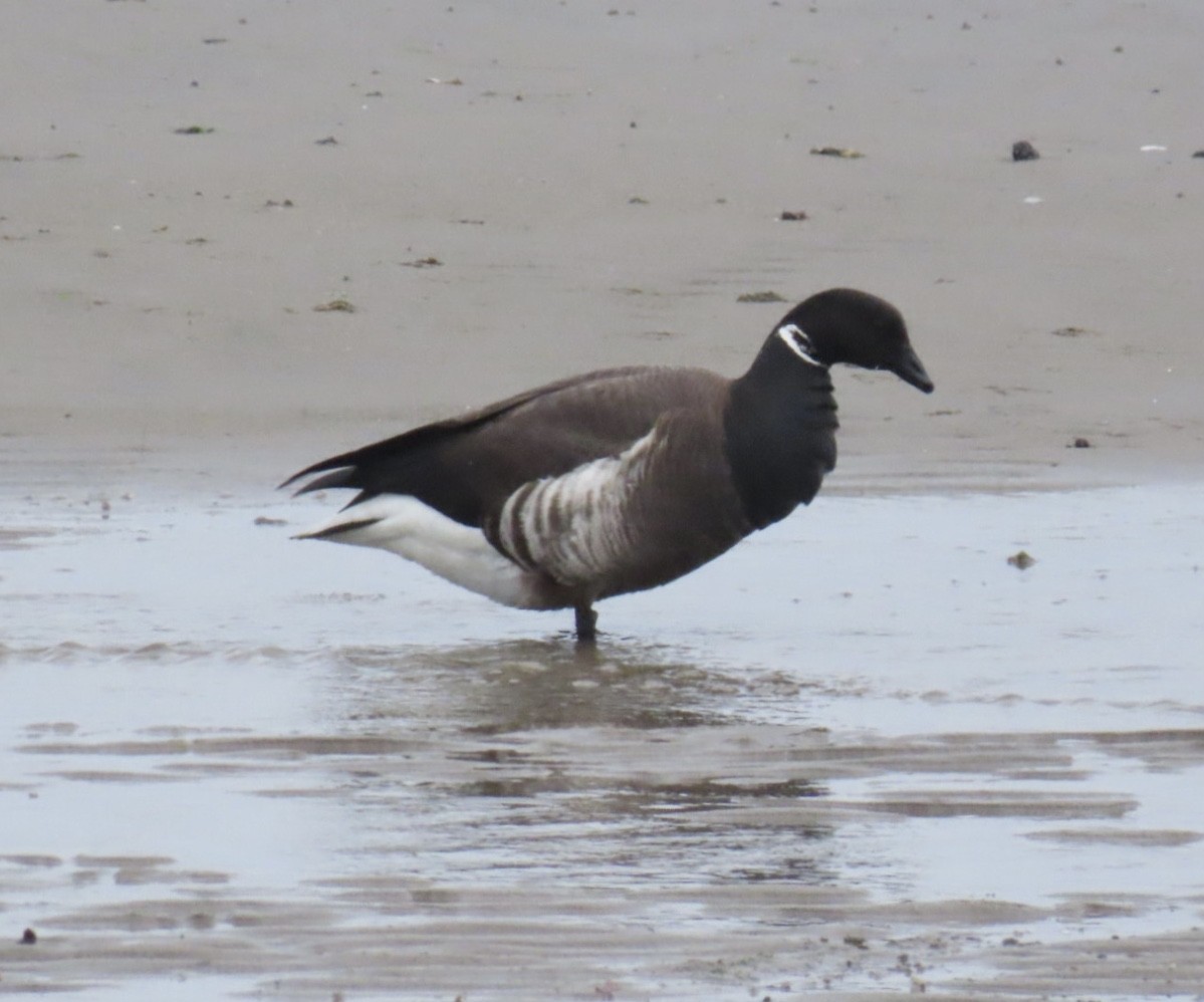 Brant (Black) - ML635704285