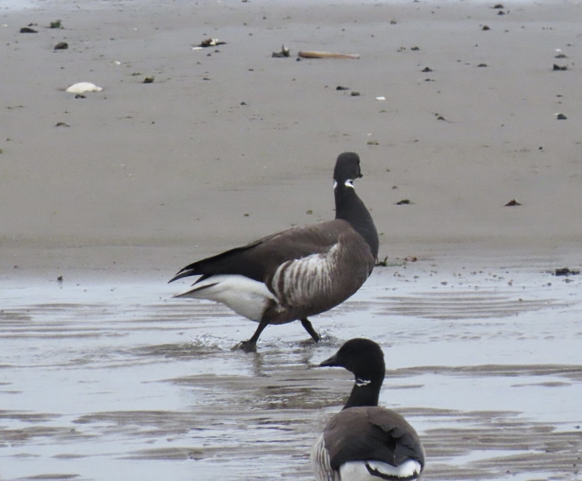 Brant (Black) - ML635704310