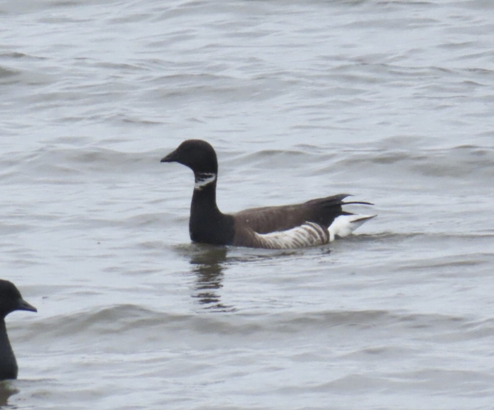Brant (Black) - ML635704330