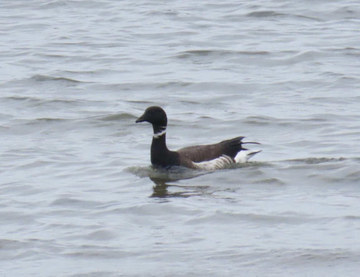 Brant (Black) - ML635704355