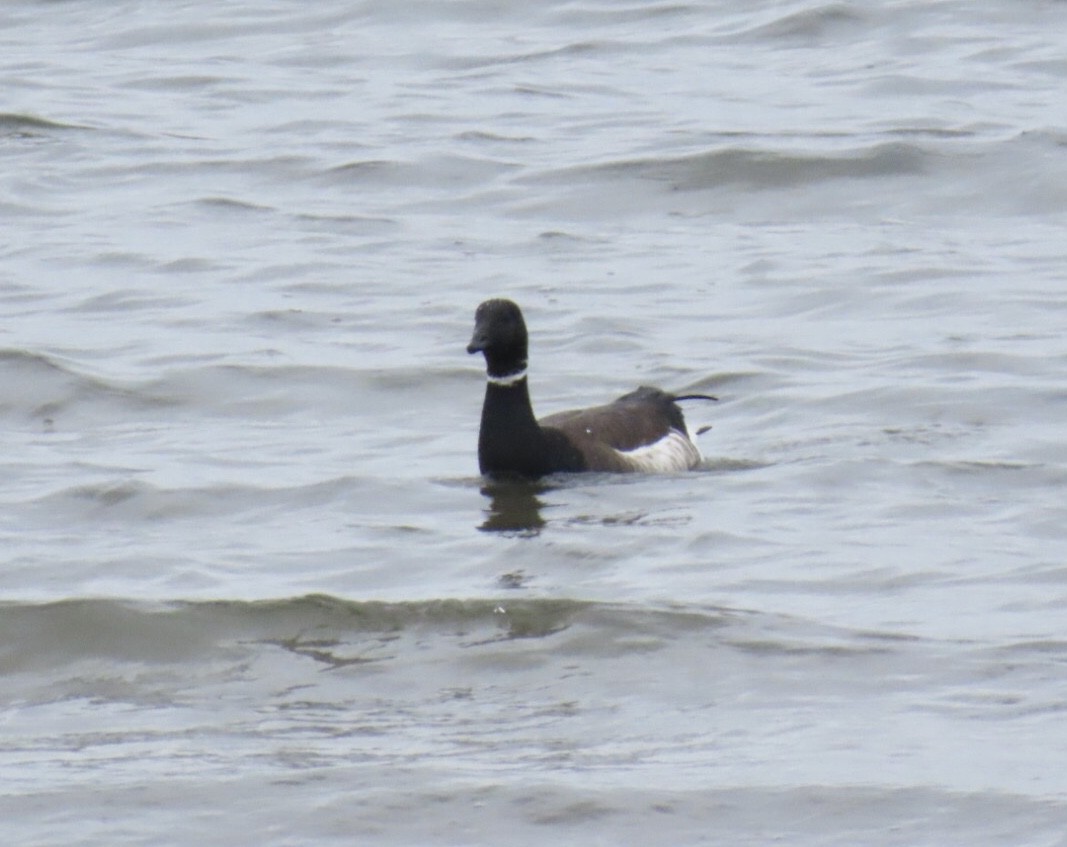 Brant (Black) - ML635704359