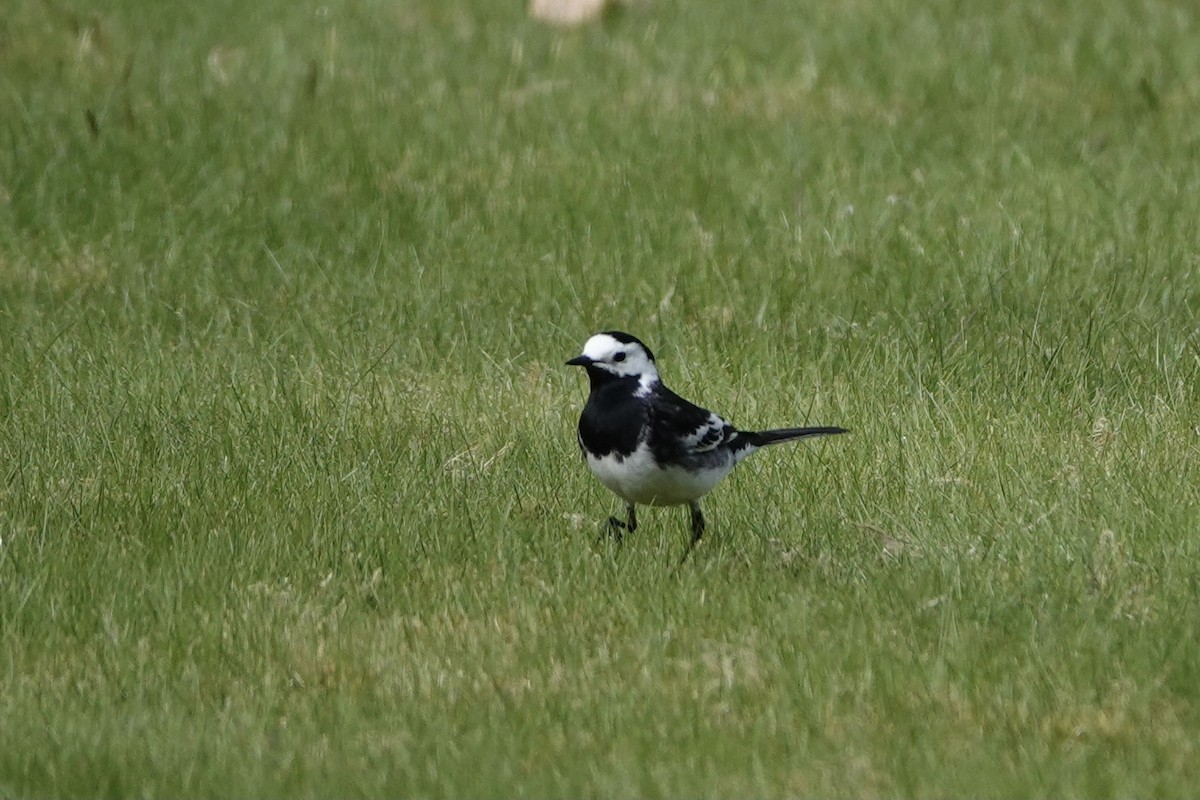 Ak Kuyruksallayan - ML635704384