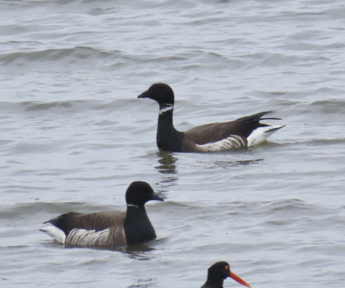 Brant (Black) - ML635704386