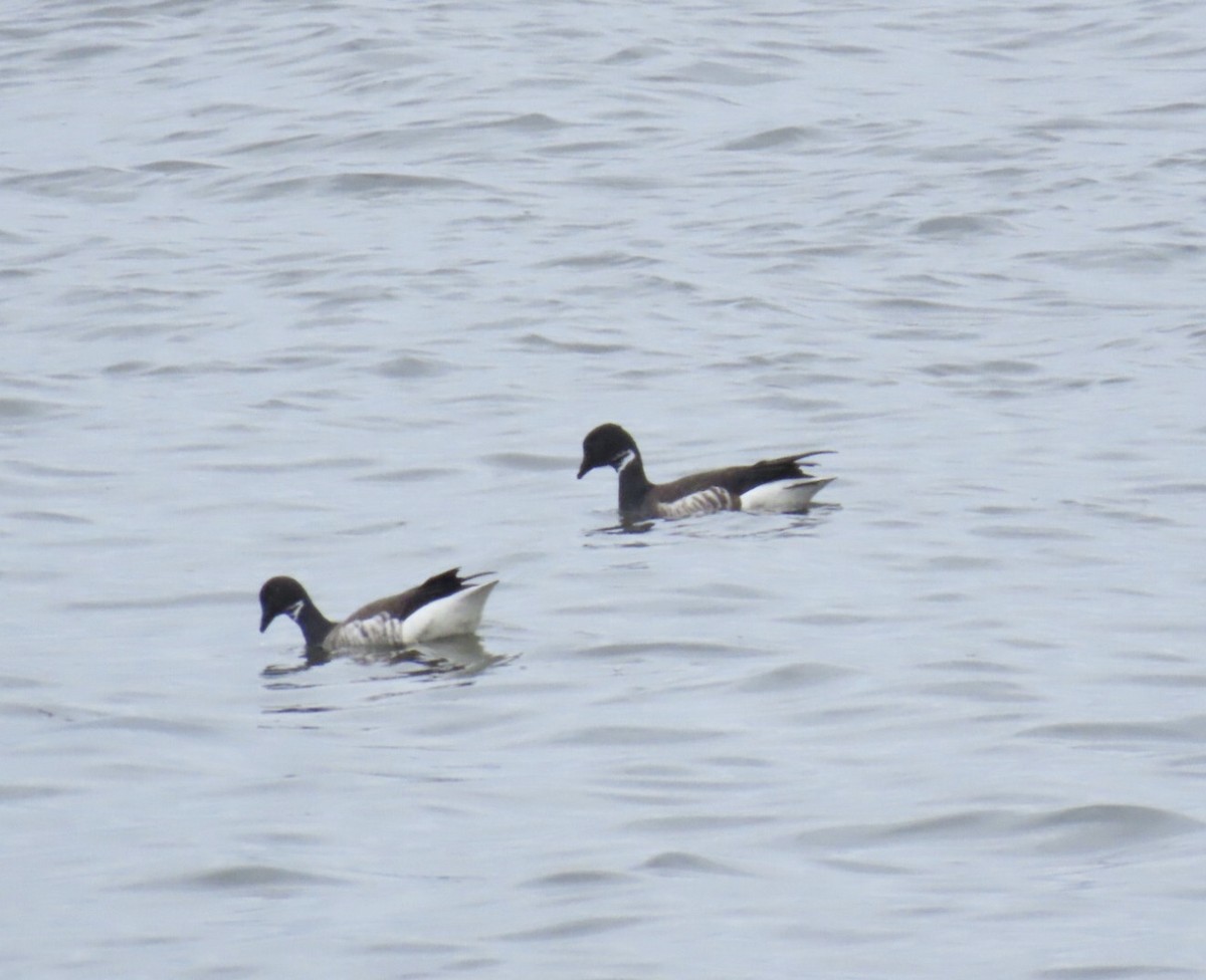 Brant (Black) - ML635704387