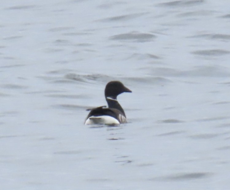 Brant (Black) - ML635704406