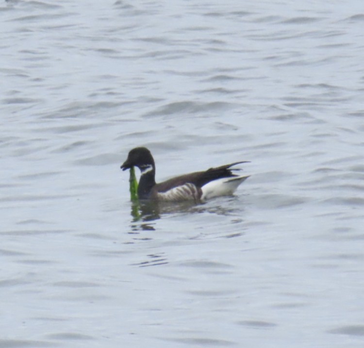 Brant (Black) - ML635704407