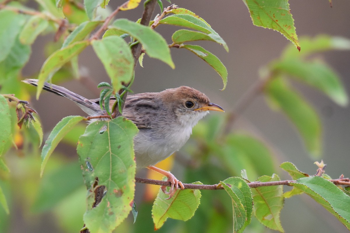 Rattling Cisticola - ML635704492