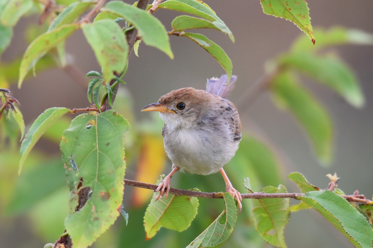 Rattling Cisticola - ML635704493