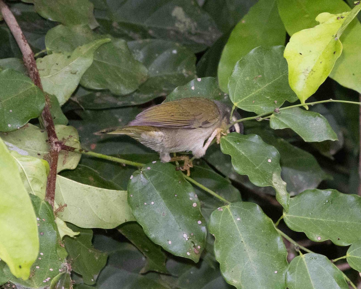 Yellow-browed Camaroptera - ML635704496