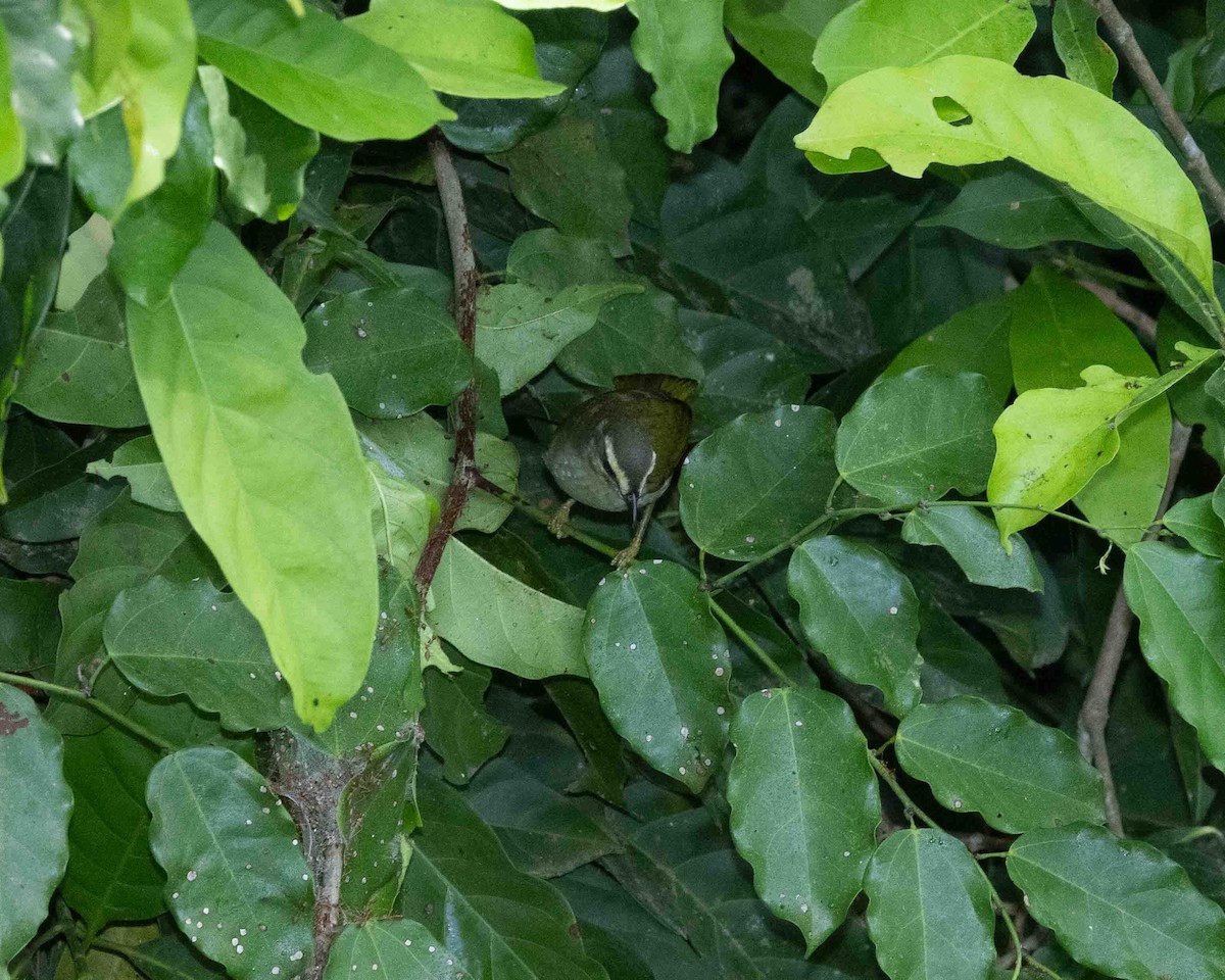 Yellow-browed Camaroptera - ML635704497