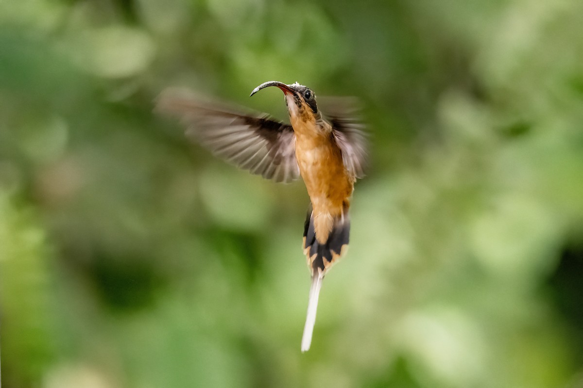 Tawny-bellied Hermit - ML635704538
