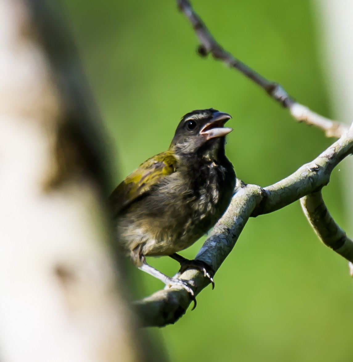 brunstrupesaltator - ML635704596