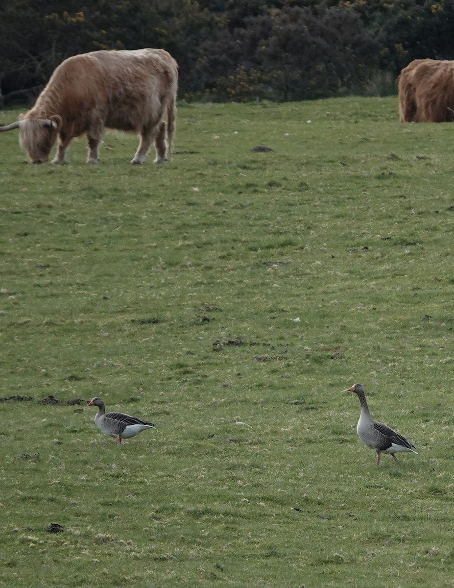 Boz Kaz - ML635704619