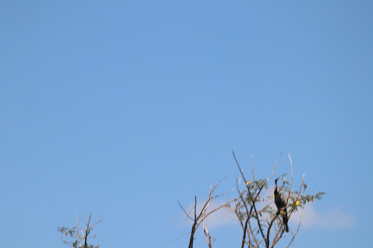 anhinga africká - ML635704711