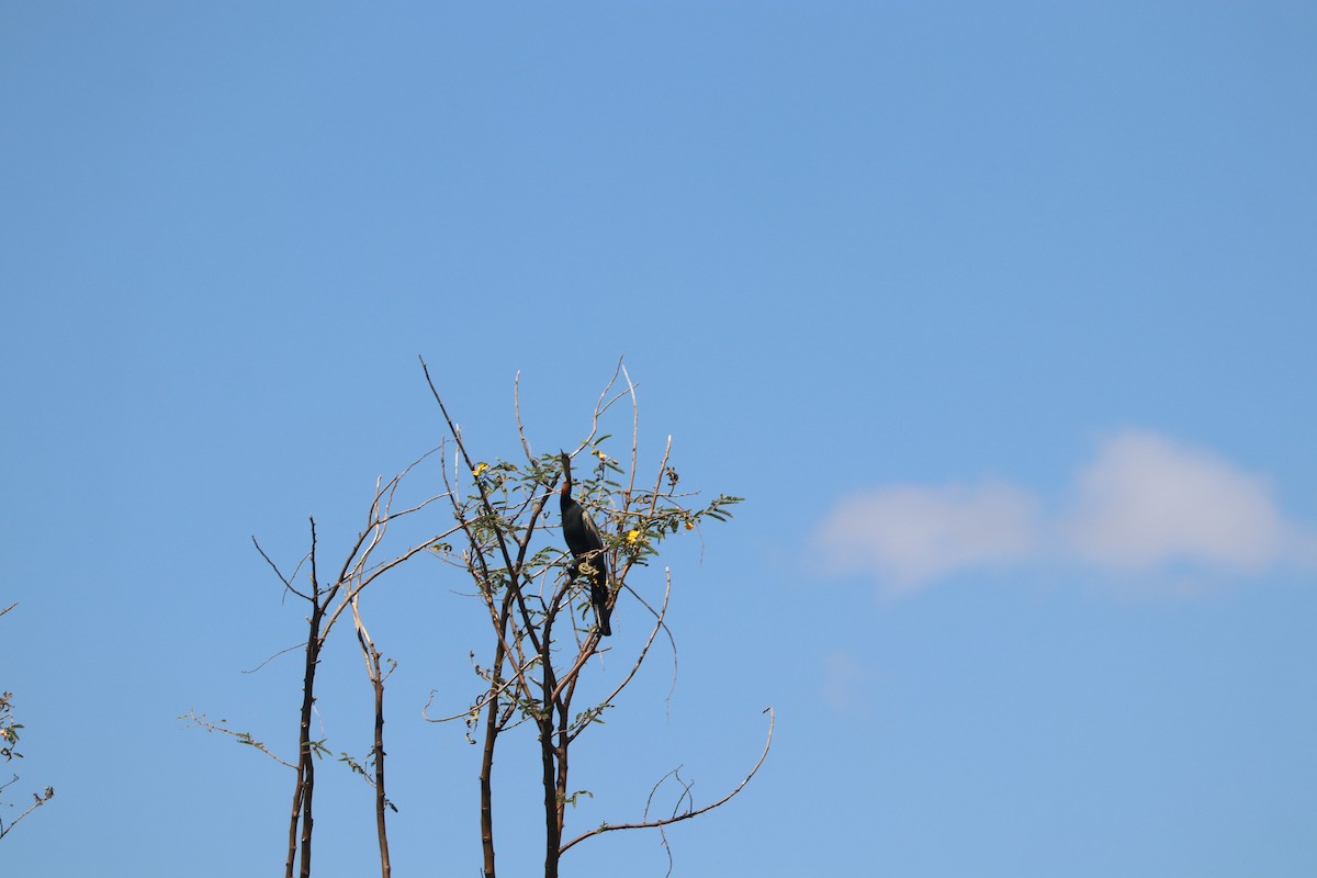 anhinga africká - ML635704712