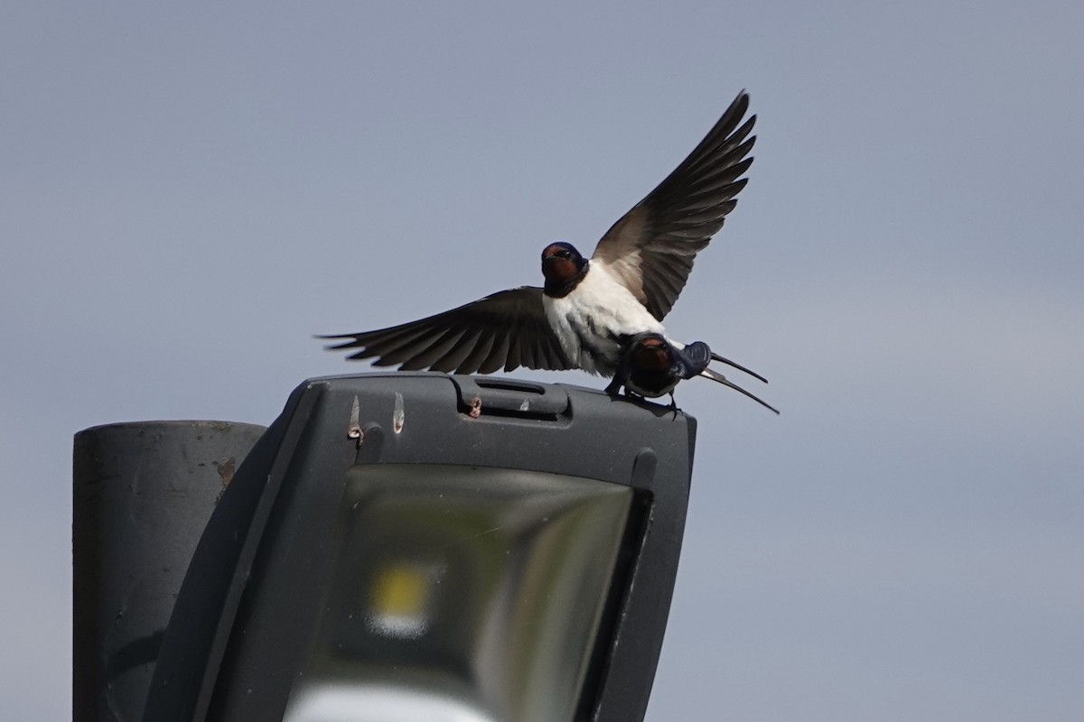 Kır Kırlangıcı - ML635704740