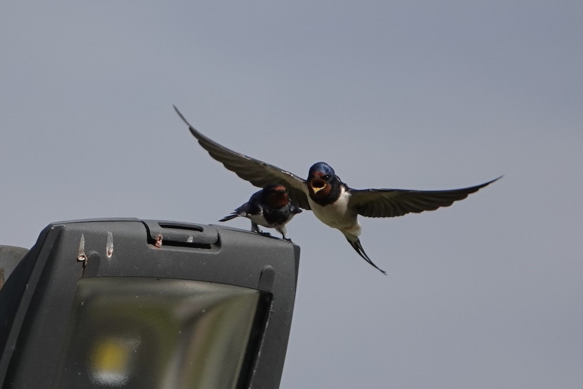 Kır Kırlangıcı - ML635704741