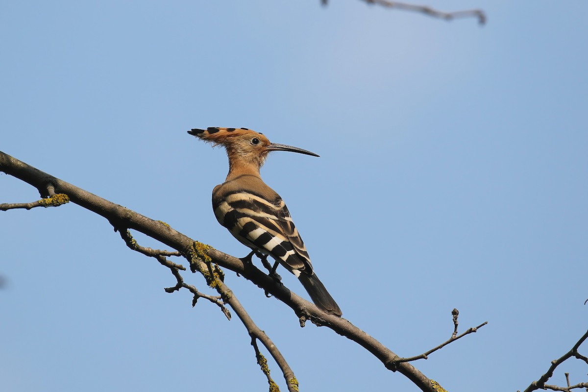 Common Hoopoe - ML635704814