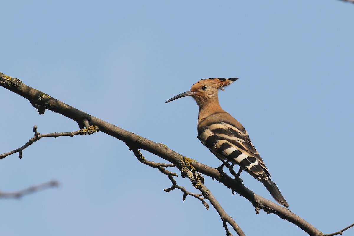 Common Hoopoe - ML635704815
