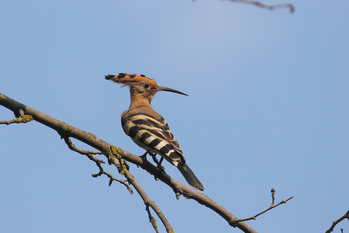 Common Hoopoe - ML635704816