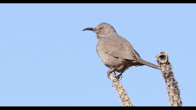 Krummschnabel-Spottdrossel - ML635704918