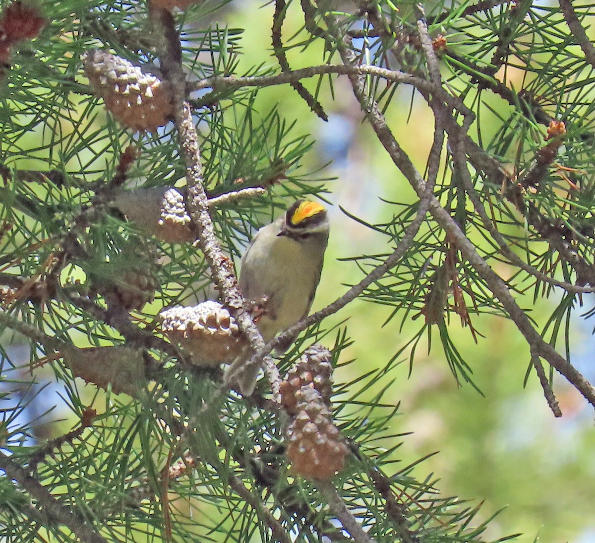 Golden-crowned Kinglet - ML635704974