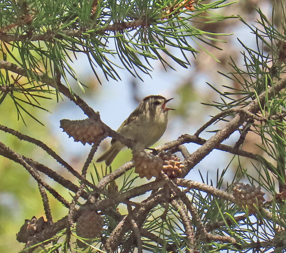 Golden-crowned Kinglet - ML635704975