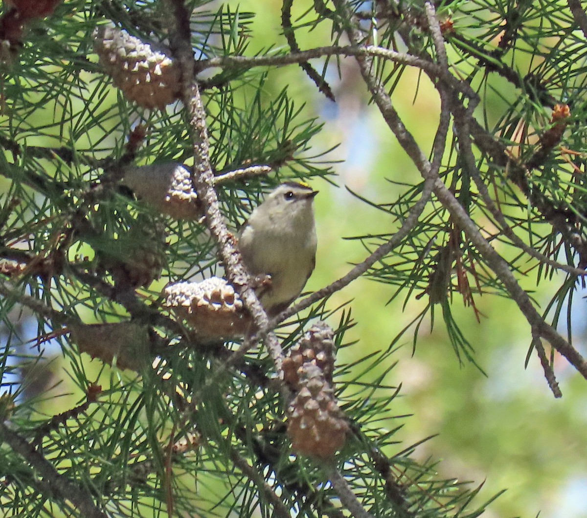 Golden-crowned Kinglet - ML635704976