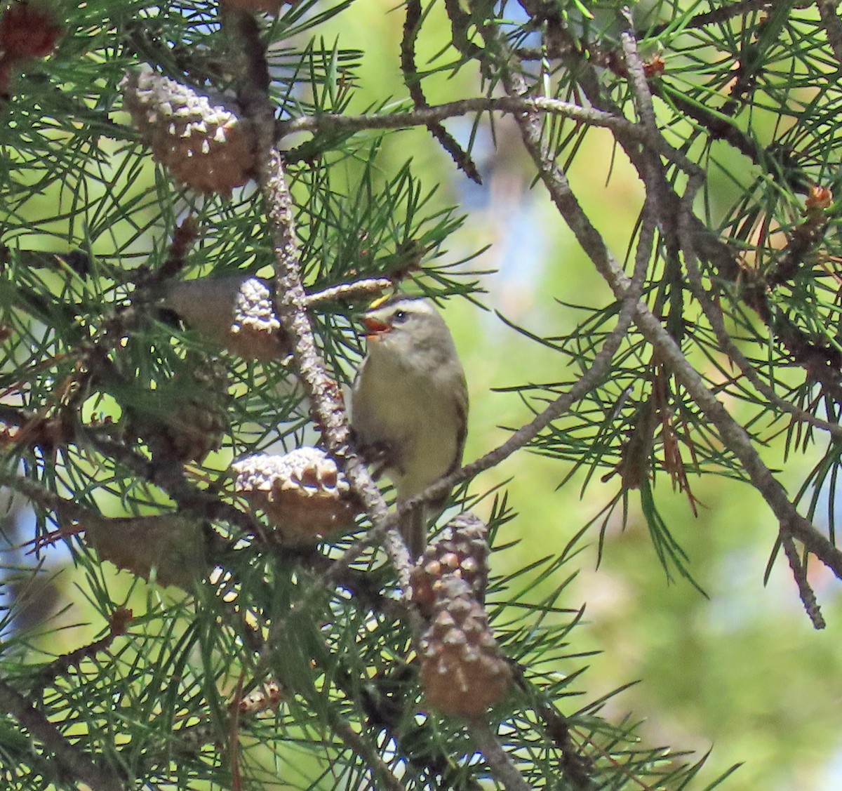 Golden-crowned Kinglet - ML635704977