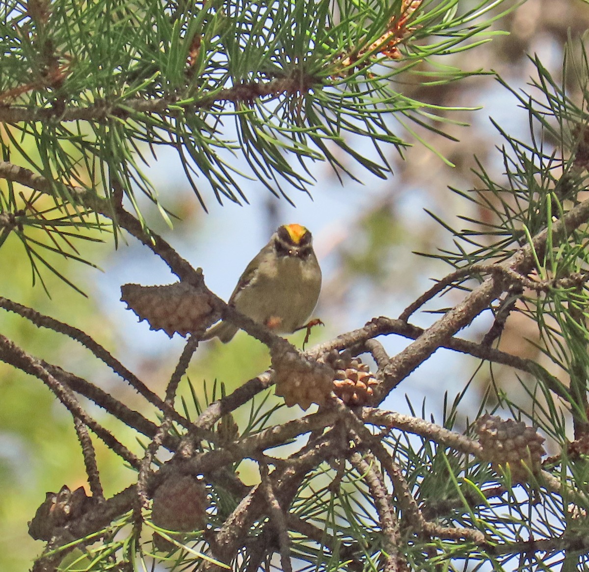 Golden-crowned Kinglet - ML635704978